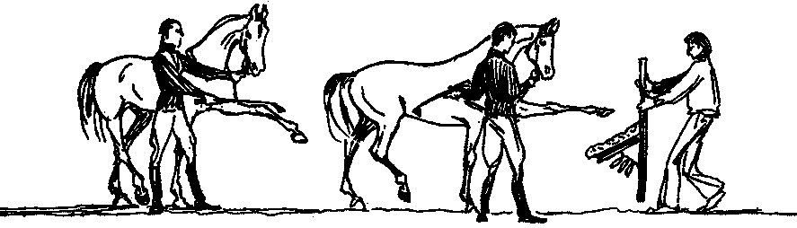 Как научить лошадь поклону правильно