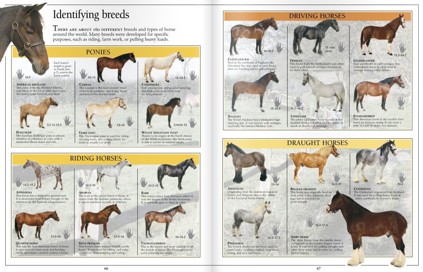 Породы лошадей с фото и описаниями