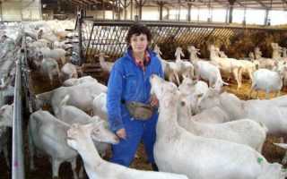 О содержании коз: в домашних условиях для начинающих, уход за дойной, помещение