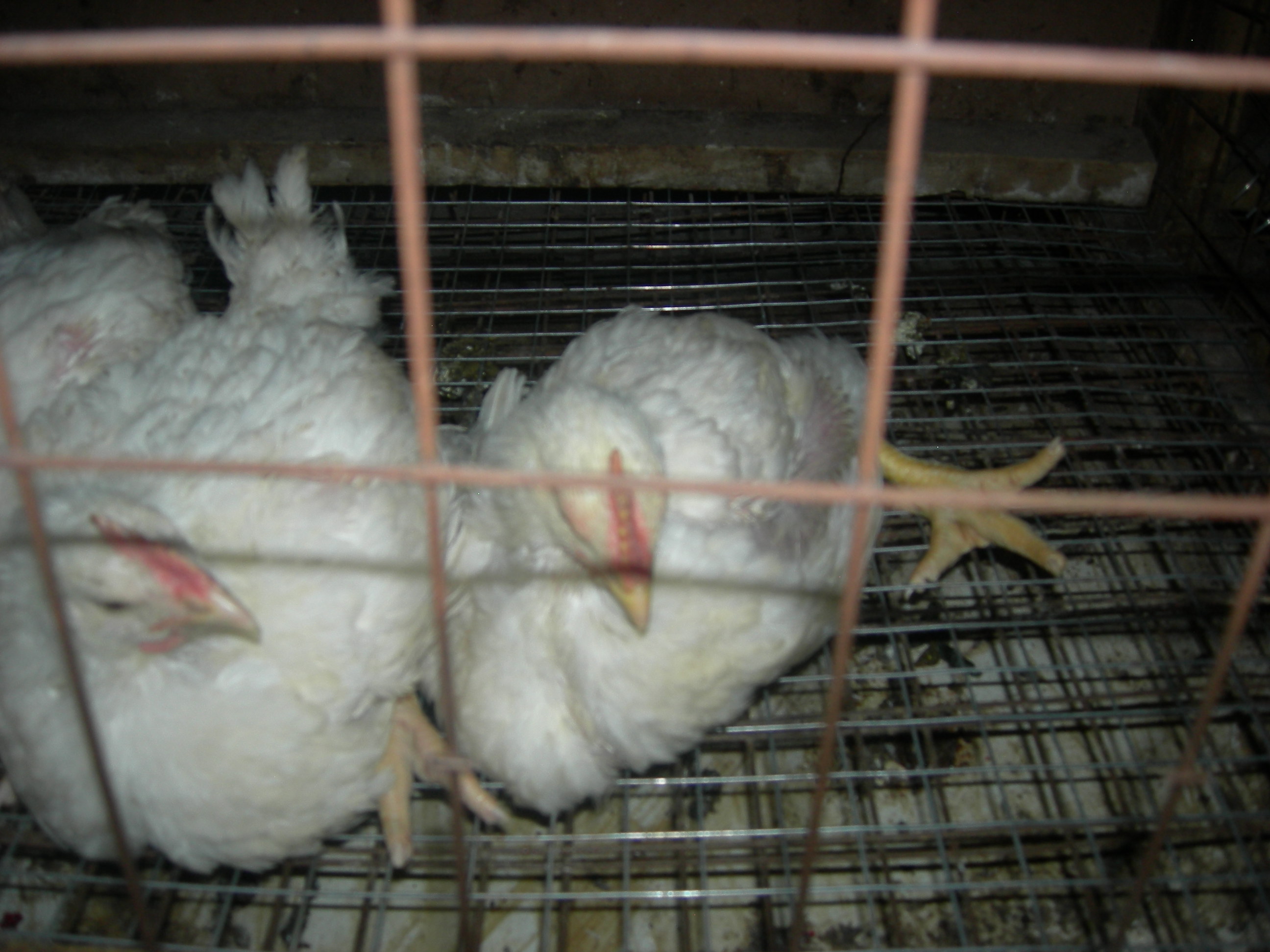 Цыплята поносят что делать. Кокцидиоз у цыплят бройлеров симптомы.