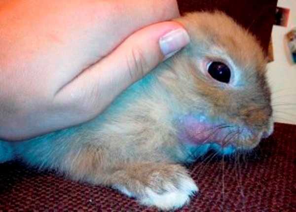 Инфекционный стоматит у кроликов: симптомы, причины, лечение и профилактика болезни мокрец