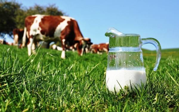 Почему у коровы горчит молоко: причины, что можно сделать 2020