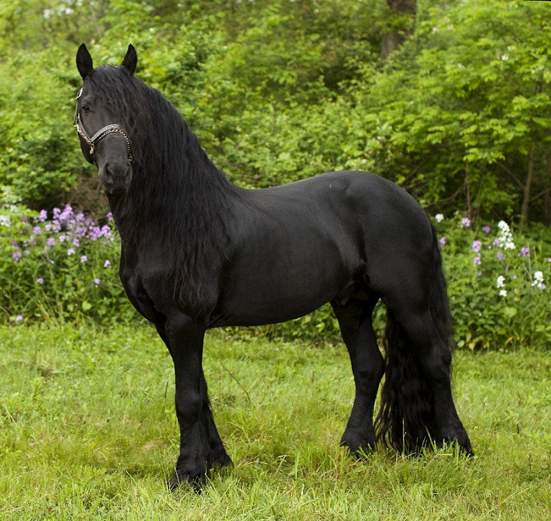 Фризская лошадь: обзор породы, описание и характеристика с фото и видео