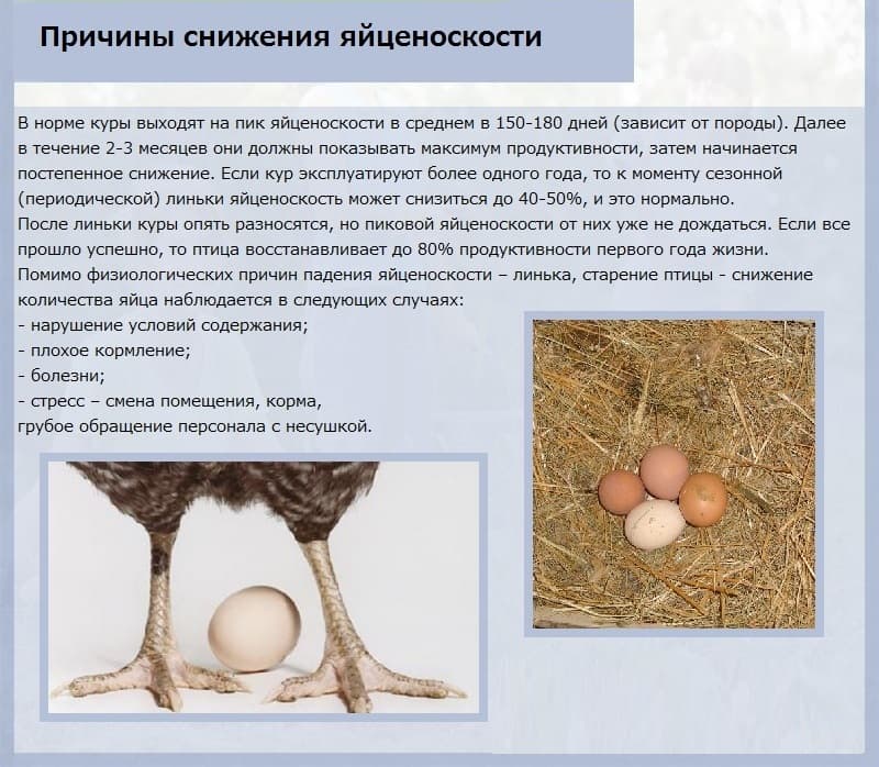 Русская хохлатая порода кур: описание и правила содержания