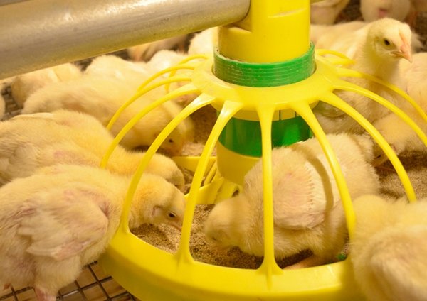Для чего и какие антибиотики подходят для цыплят бройлеров в первые дни жизни и старше