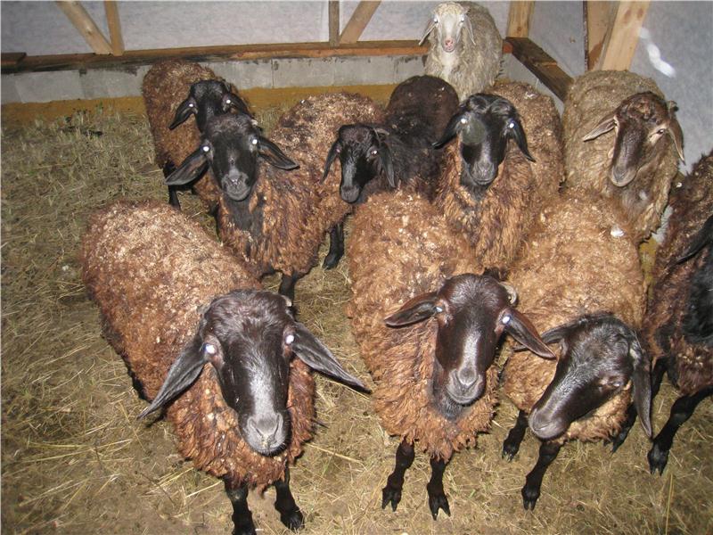 О разведении овец: в домашних условиях для начинающих, как разводить на мясо