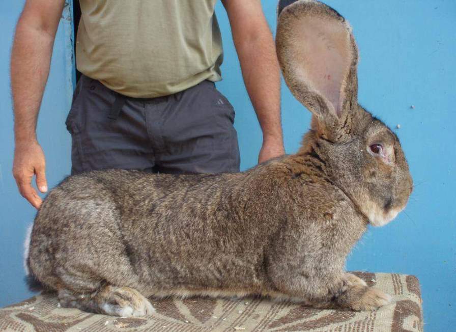 Породы самых больших кроликов в мире