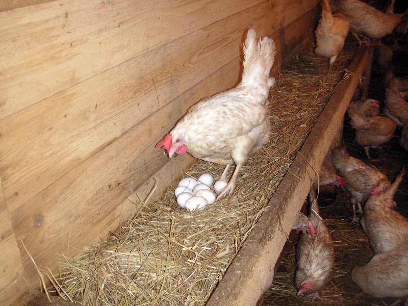 Почему курица несет яйца без скорлупы