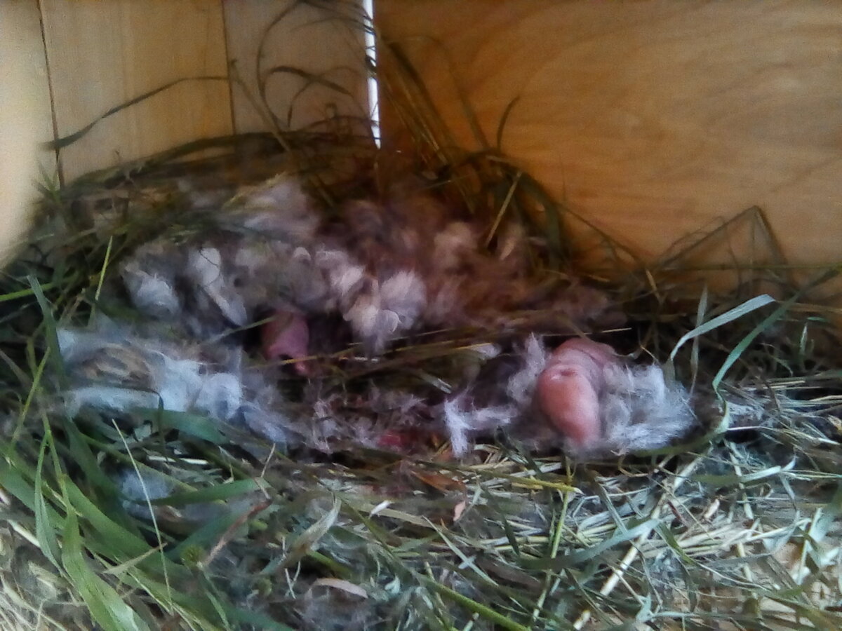 Когда крольчата выходят из гнезда и через сколько дней новорожденные кролики открывают глаза и начинают есть сами