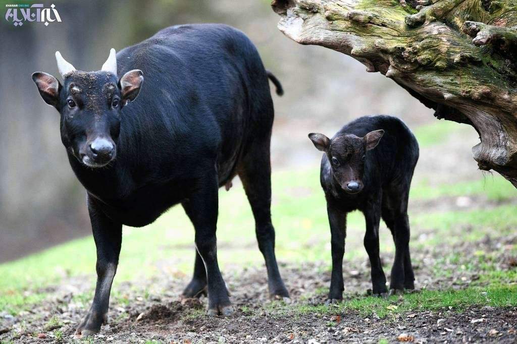 О самых маленьких карликовых буйволах на сулавеси, аноа, кентусы