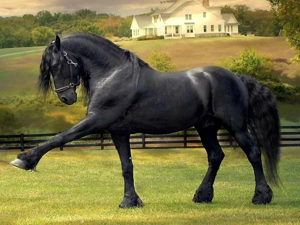 Фризская лошадь: обзор породы, содержание, стоимость