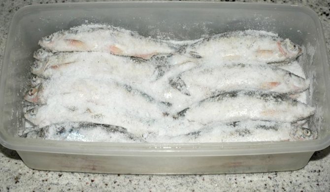 Можно ли курам речную рыбу. можно ли давать сырую рыбу курам и как кормить рыбной мукой?