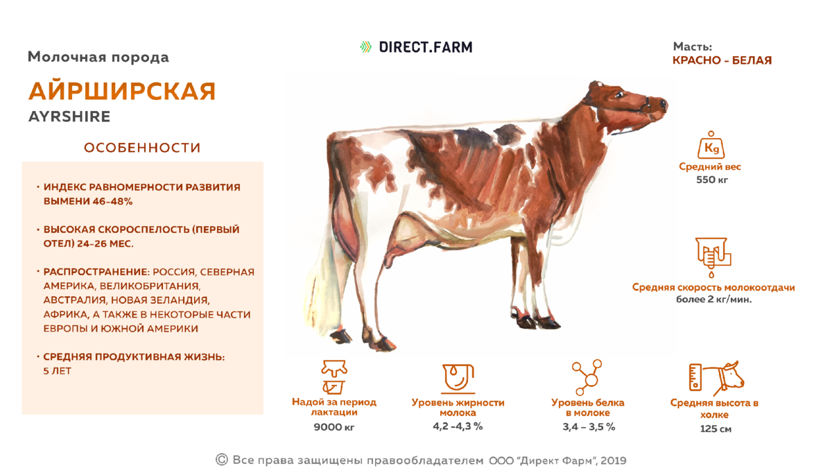 Джерсейская порода коров - лидер молочной продуктивности