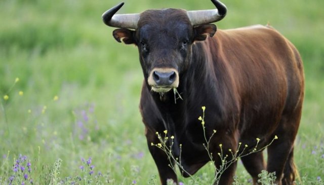 Зачем и как кастрируют быков