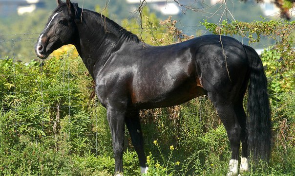 Скаковые лошади: верховые породы лошадей, голландская и бельгийская, вестфальская