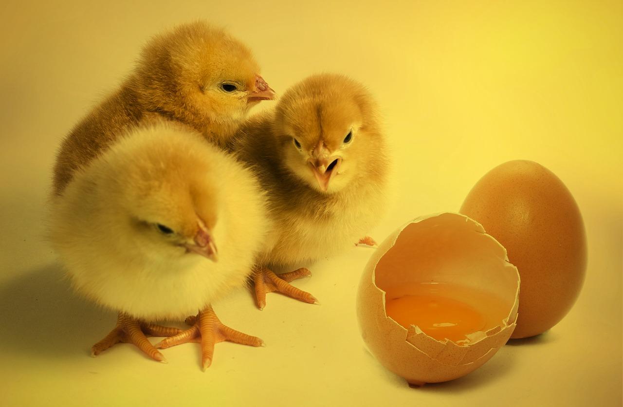 Как появляются цыплята: развитие зародыша в яйце и вылупление птенца