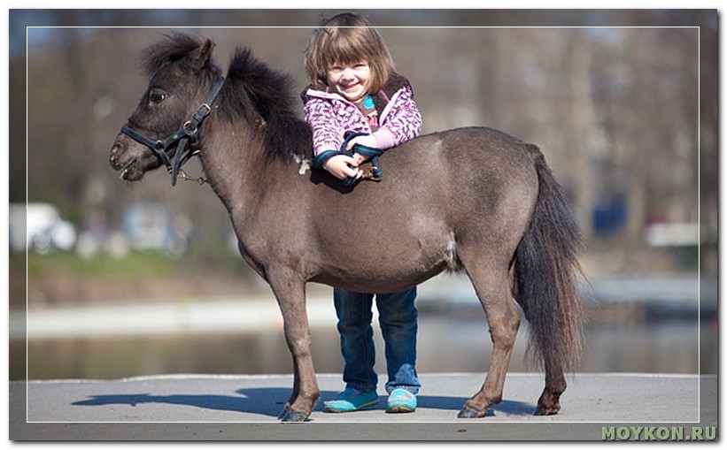 Мини лошади (карликовые, миниатюрные): описание пород, фото, характеристики