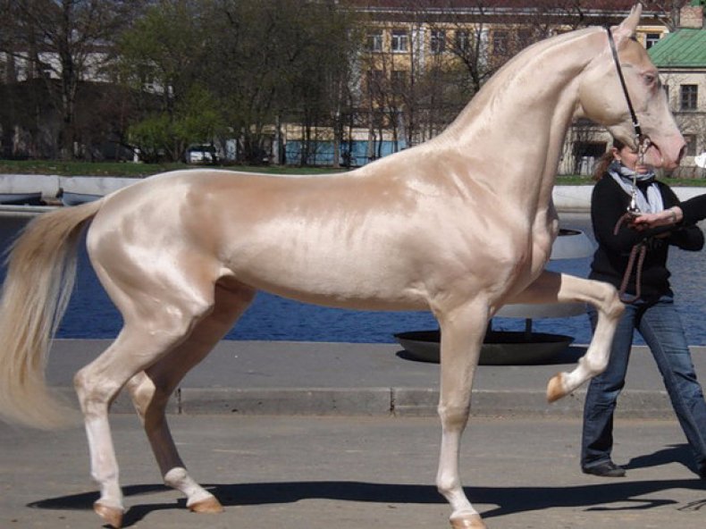 Виды и породы изабелловой масти лошадей