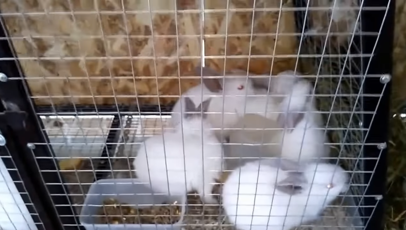 Кусаются ли декоративные кролики и почему