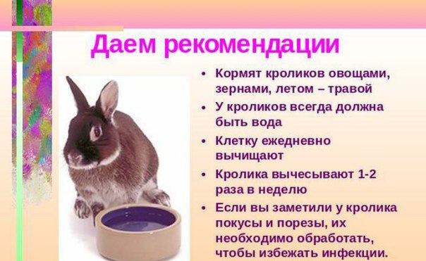 Чем кормить кроликов: виды корм, витамины, подробный рацион и вредные продукты