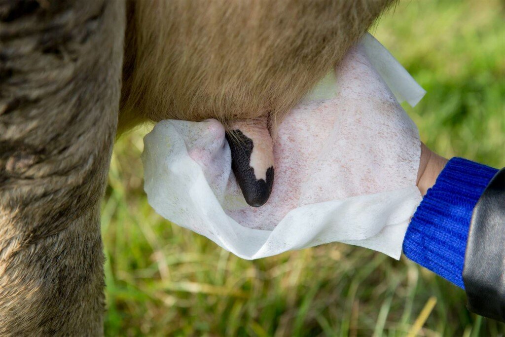 Методы лечения бородавок и папиллом у коров. мазь от папиллом у коров как избавиться от папиллом у коров