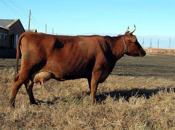 Красно-пестрая порода коров: [описание породы, фото, уход, преимущества и недостатки]