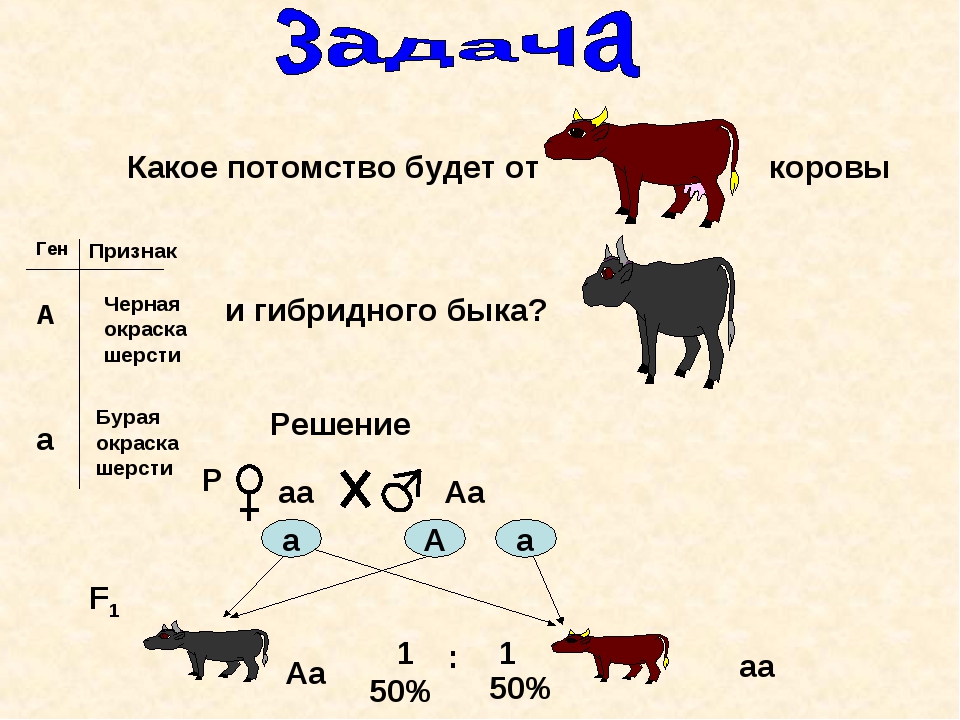 Продолжительность жизни быка