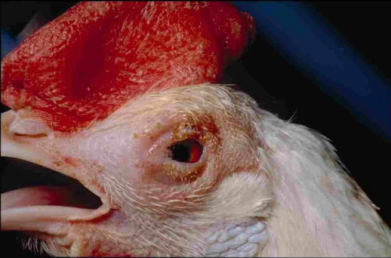 Сальмонеллез — страшный и мучительный недуг домашних кур