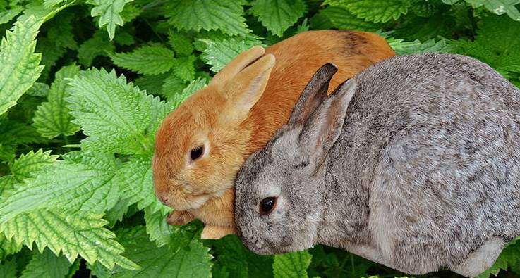 Можно ли кролику давать крапиву: как правильно добавить в рацион, польза и вред