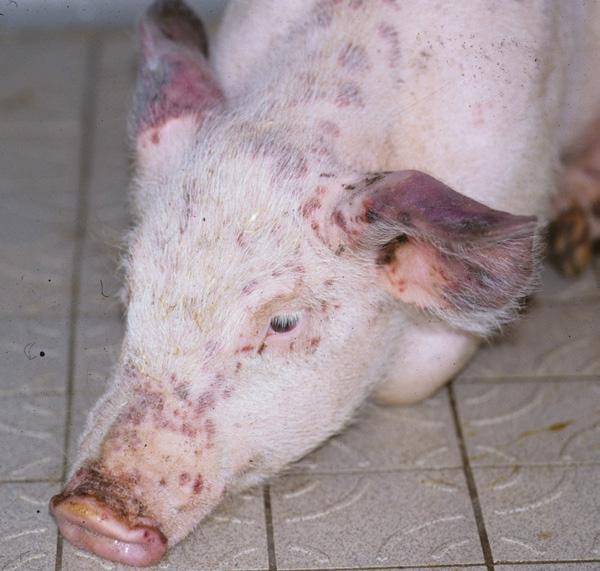 Болезни свиней и поросят: их симптомы, признаки и лечение