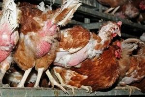 Что такое сальпингит у домашней птицы и почему возникает воспаление яйцевода у несушек?