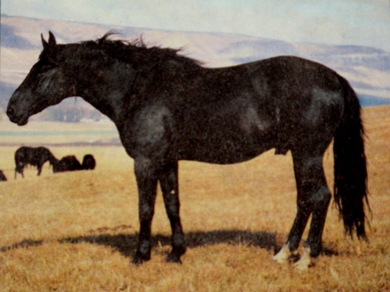 Рассмотрите фотографию черной лошади породы кабардинская. Кабардинская порода лошадей. Шолох порода лошадей. Кабардинская порода лошадей Шолох. Кабардинец лошадь порода.