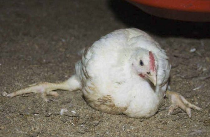 Что делать если курица хромает на одну ногу