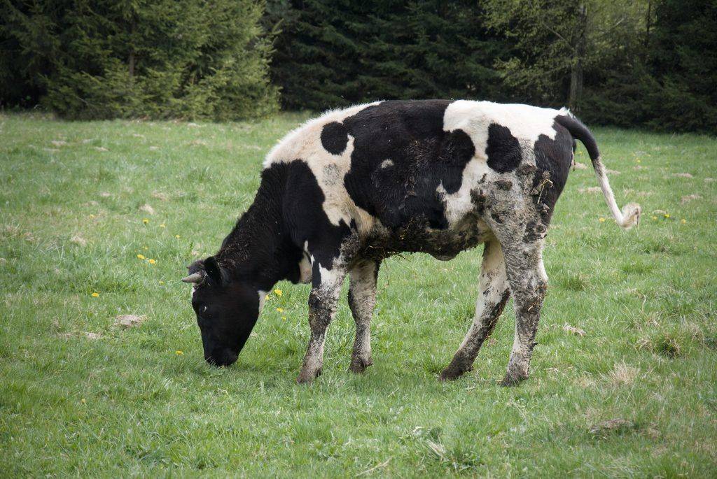 Понос у коровы: причины и лечение в домашних условиях (медикаментами, народными средствами)