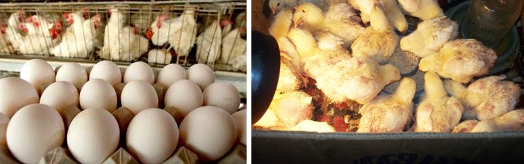 Несут ли бройлеры яйца и как они размножаются ⋆ все про кур