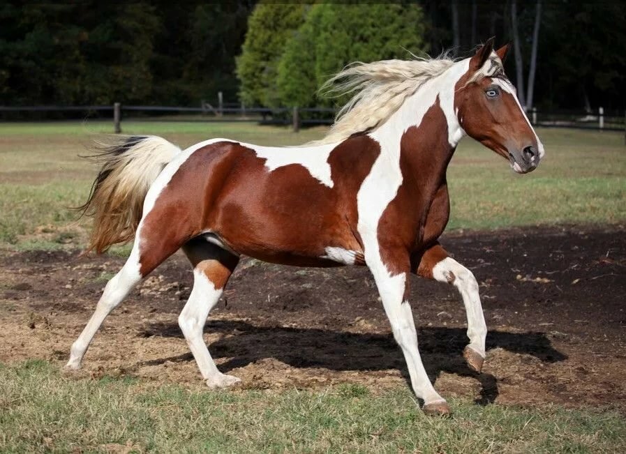Пегая лошадь (30 фото): какой цвет у коней? описание масти, правила ухода