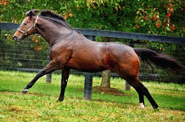 Лучшие лошади мира: самые дорогие породы и их представители в мире и в россии, их характеристики