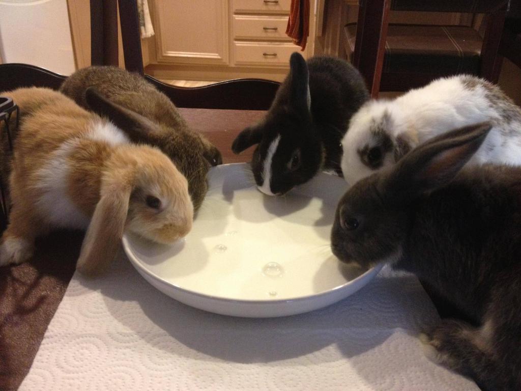Как кормить крольчат без крольчихи, коровьим молоком – искусственное кормление