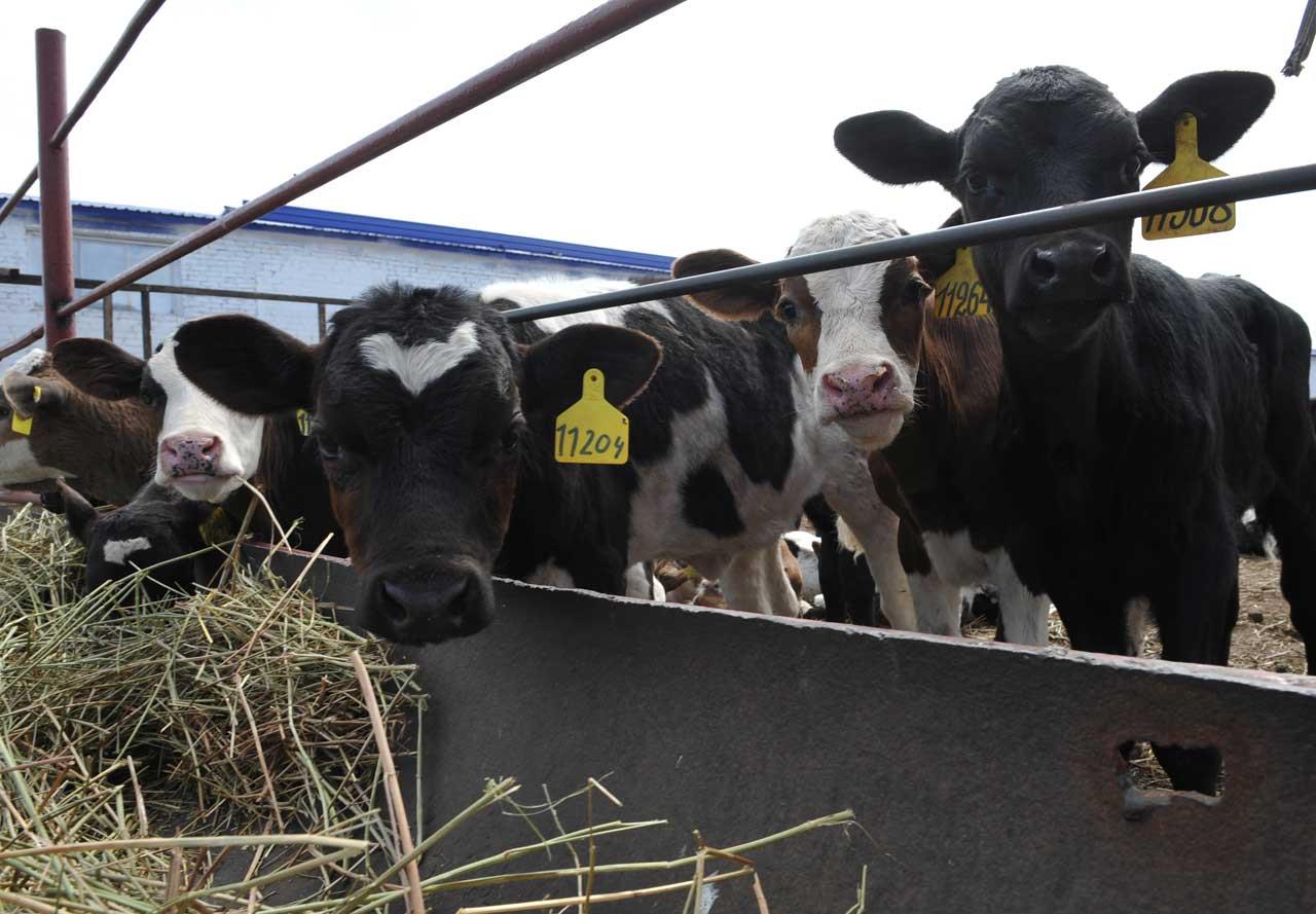 Разведение мясных коров: особенности и перспективы — cельхозпортал