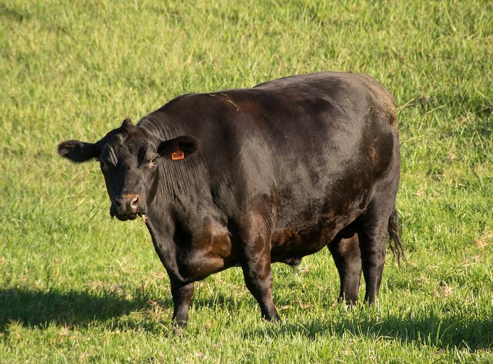 Мясные породы коров: названия, характеристики, критерии выбора