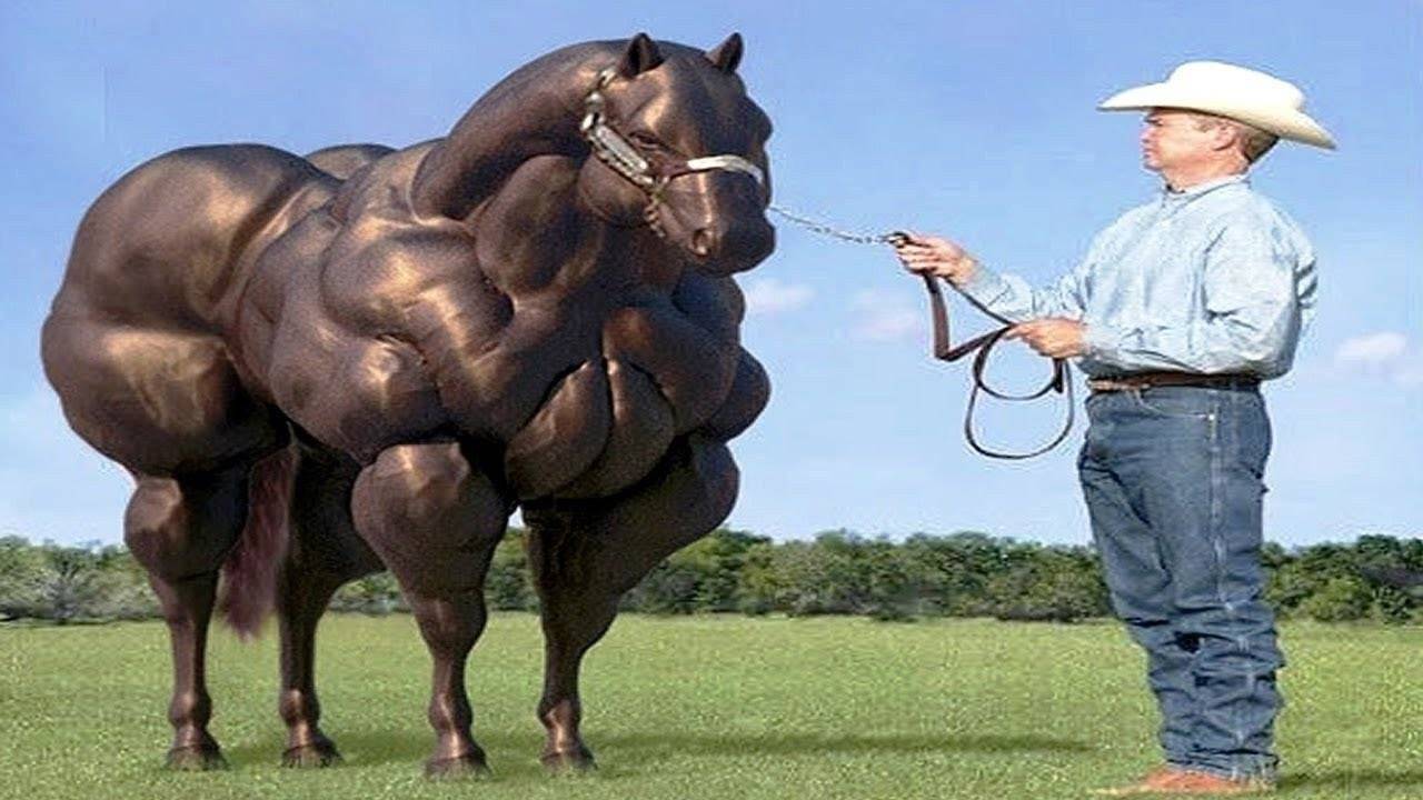 Топ-8 самых больших пород лошадей