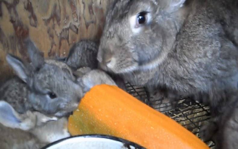 Можно ли кормить кроликов укропом - fermerblog1
