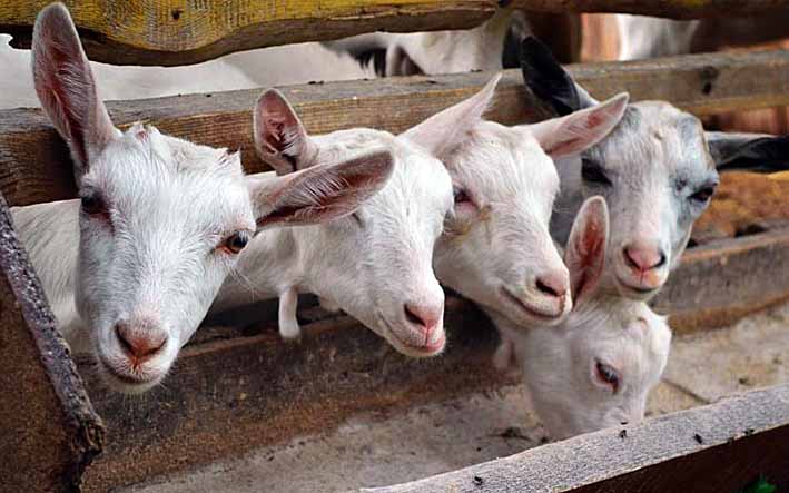 Козье мясо: состав, откорм коз, разделка и заготовка туши