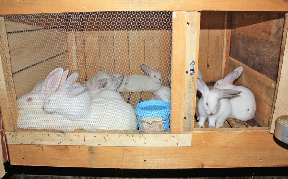 Разводим много кроликов на минимальной площади. | кролики. разведение и содержание в домашних условиях