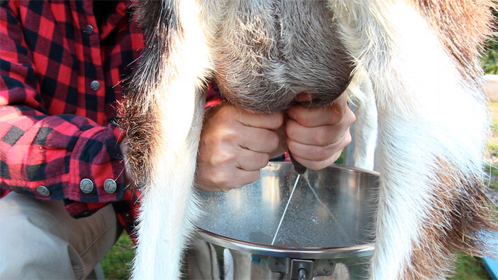 Сколько молока дает коза в сутки и от чего это зависит