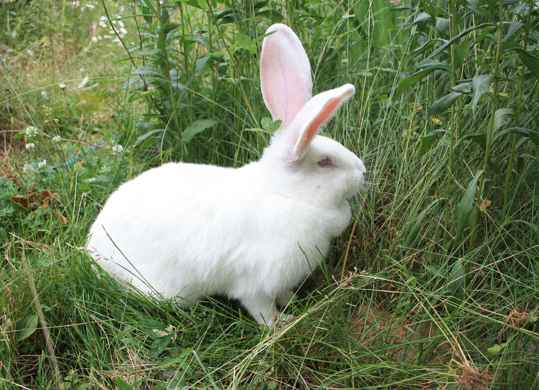 Карликовый кролик: породы, уход и содержание