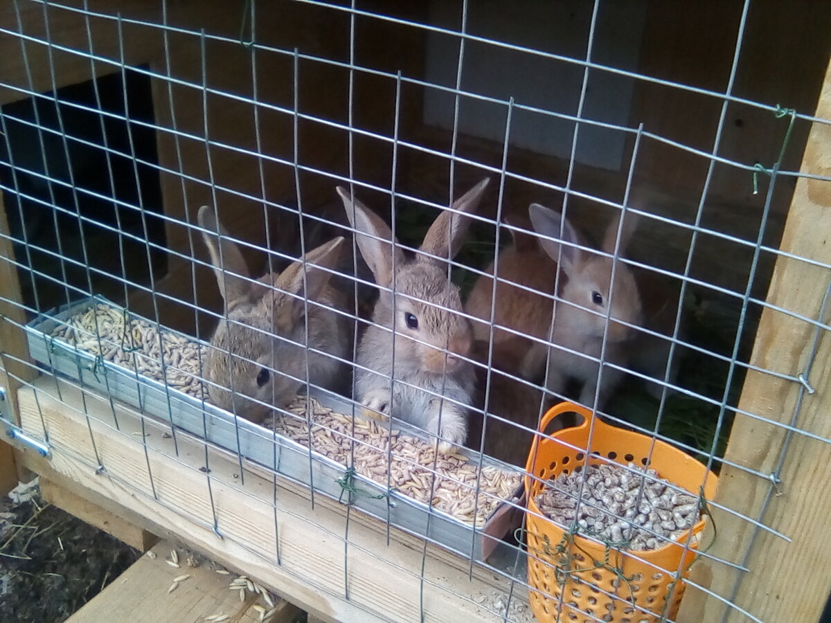 Когда отсаживать крольчат от крольчихи: выбор оптимального возраста