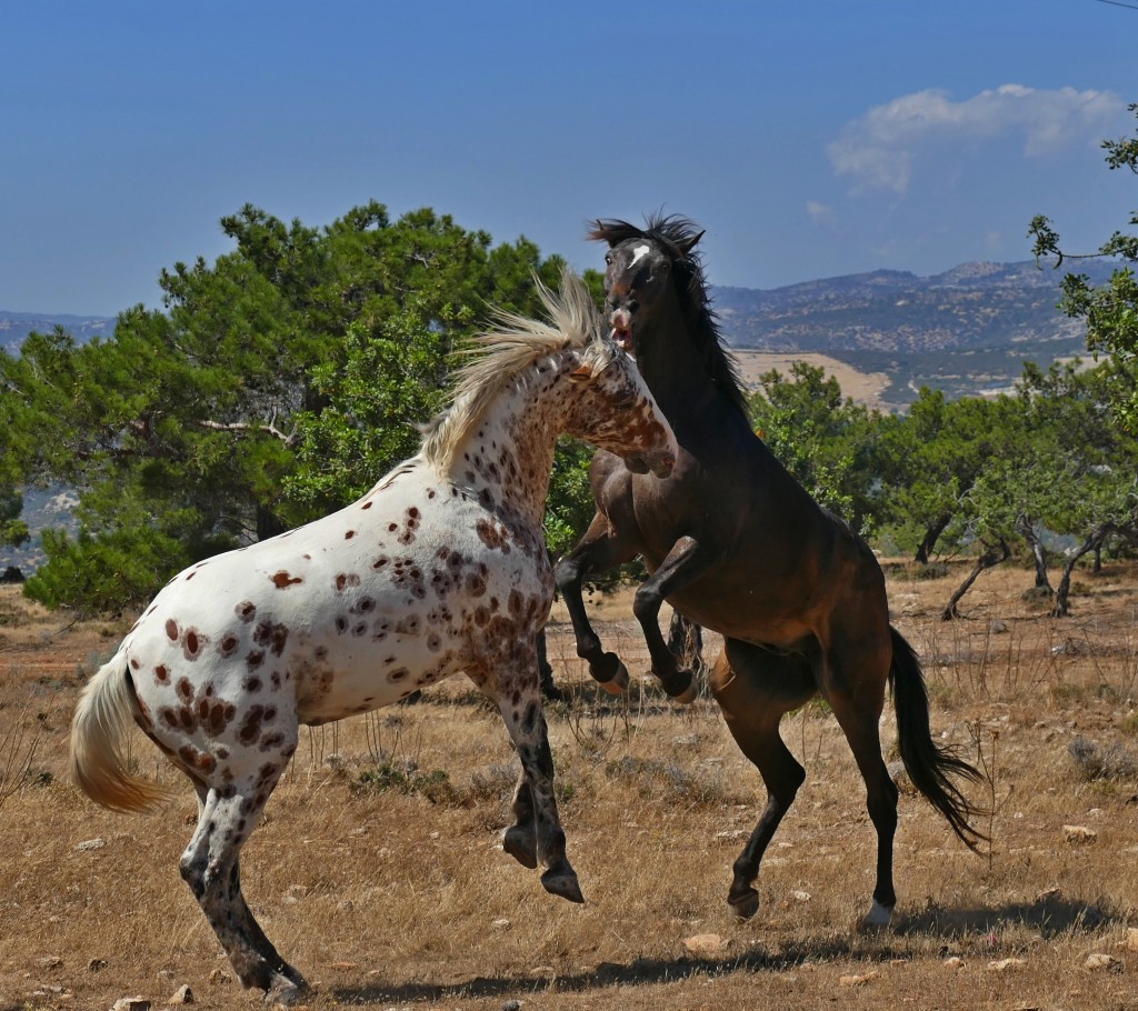 Разведение и размножение лошадей: случка кобылы и жеребца
