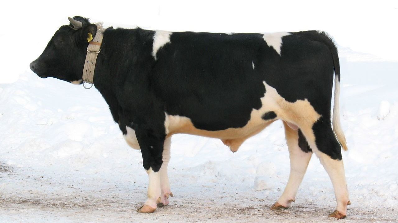 Продуктивные характеристики и особенности содержания голштинской породы коров