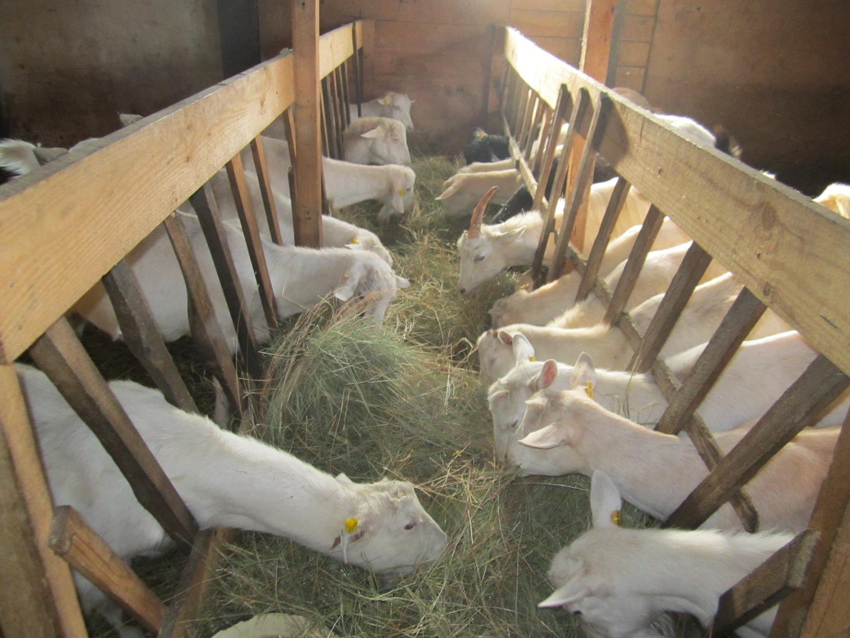 Разведение коз: основные виды и особенности бизнеса — cельхозпортал